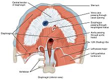Human diaphragm, transverse view from below, showing openings 1113 The Diaphragm.jpg