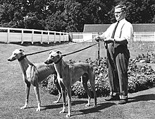 1966 Dusty Trail (left)1966 derby finalist & Scottish Derby winner & Double Rock (right) 1967 Welsh Derby finalist.jpg