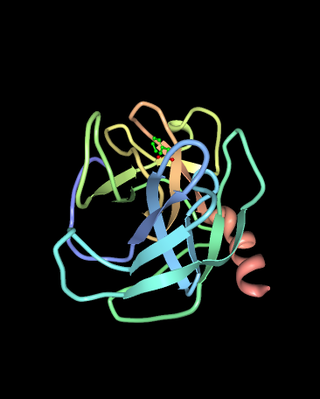 <span class="mw-page-title-main">Chymase</span> Class of enzymes