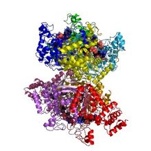 Modèle tridimensionnel de l'enzyme