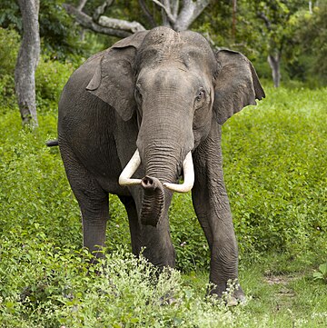 File:2005-bandipur-tusker.jpg