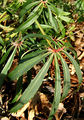 fußförmig geteiltes Blatt von Helleborus foetidus