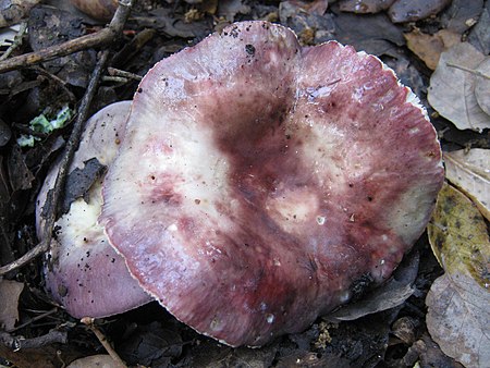 2011-05-19 Russula graveolens Romell 146803.jpg