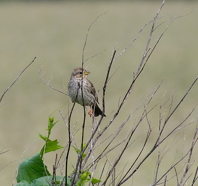 File:2013.06.27.-05-Ahrensberg-Grauammer Weibchen.jpg