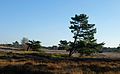 Nederlands: Lange Duinen met grove den Pinus sylvestris en ruwe berk Betula pendula