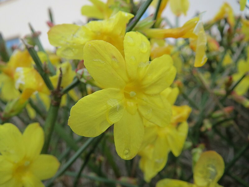 File:20160105Jasminum nudiflorum1.jpg