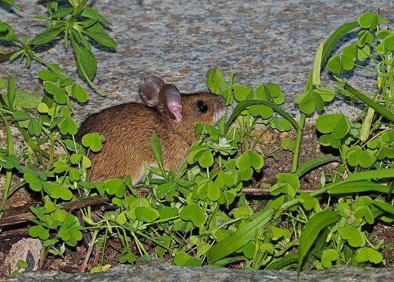 File:2017.07.06.-49-Wendisch Rietz--Waldmaus.jpg