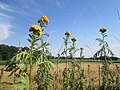 Vorschaubild der Version vom 09:49, 7. Jul. 2018