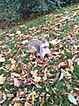 20191102 Hyde Park squirrel.jpg