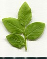 * Nomination Vaccinium myrtillus. Leaf adaxial side. --Knopik-som 08:19, 18 October 2021 (UTC) * Promotion  Support Good quality. --Jakubhal 08:57, 18 October 2021 (UTC)
