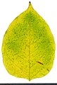 * Nomination Reynoutria japonica. Leaf adaxial side. --Knopik-som 11:13, 4 November 2021 (UTC) * Promotion  Support Good quality. --Radomianin 11:32, 4 November 2021 (UTC)