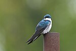 Thumbnail for File:20240506 tree swallow keeney cove PD203601.jpg