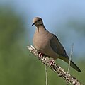 * Nomination: Mourning Dove, Major Donnelly Park, South Windsor, CT USA --Pdanese 23:11, 09 June 2024 (UTC) * * Review needed