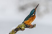 Alcedo atthis,Common kingfisher,Eisvogel,Female,Weibchen