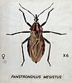 A barbiero bug (Panstrongylus megistus). Coloured drawing by Wellcome V0022541.jpg