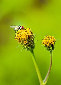 A fly perch