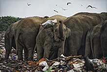 A group of wild elephants interacting with a trash dump in Sri Lanka A herd of 40 wild elephants at Ampara in east Sri Lanka is totally dependent on garbage from tractors DSC8792.jpg
