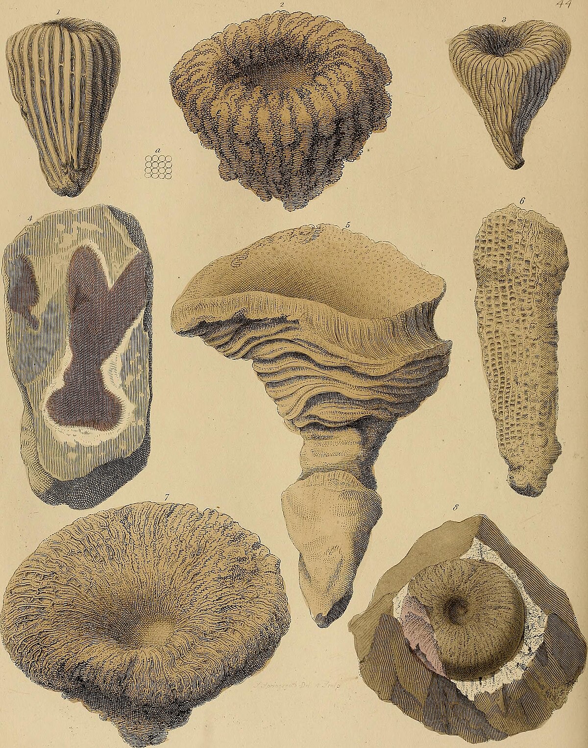 File:A pictorial atlas of fossil remains, consisting of coloured