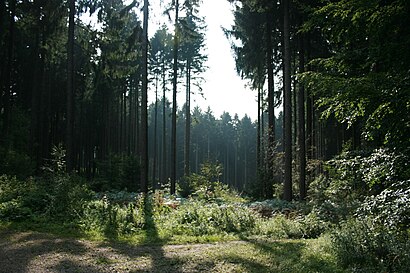 How to get to Aachener Wald with public transit - About the place