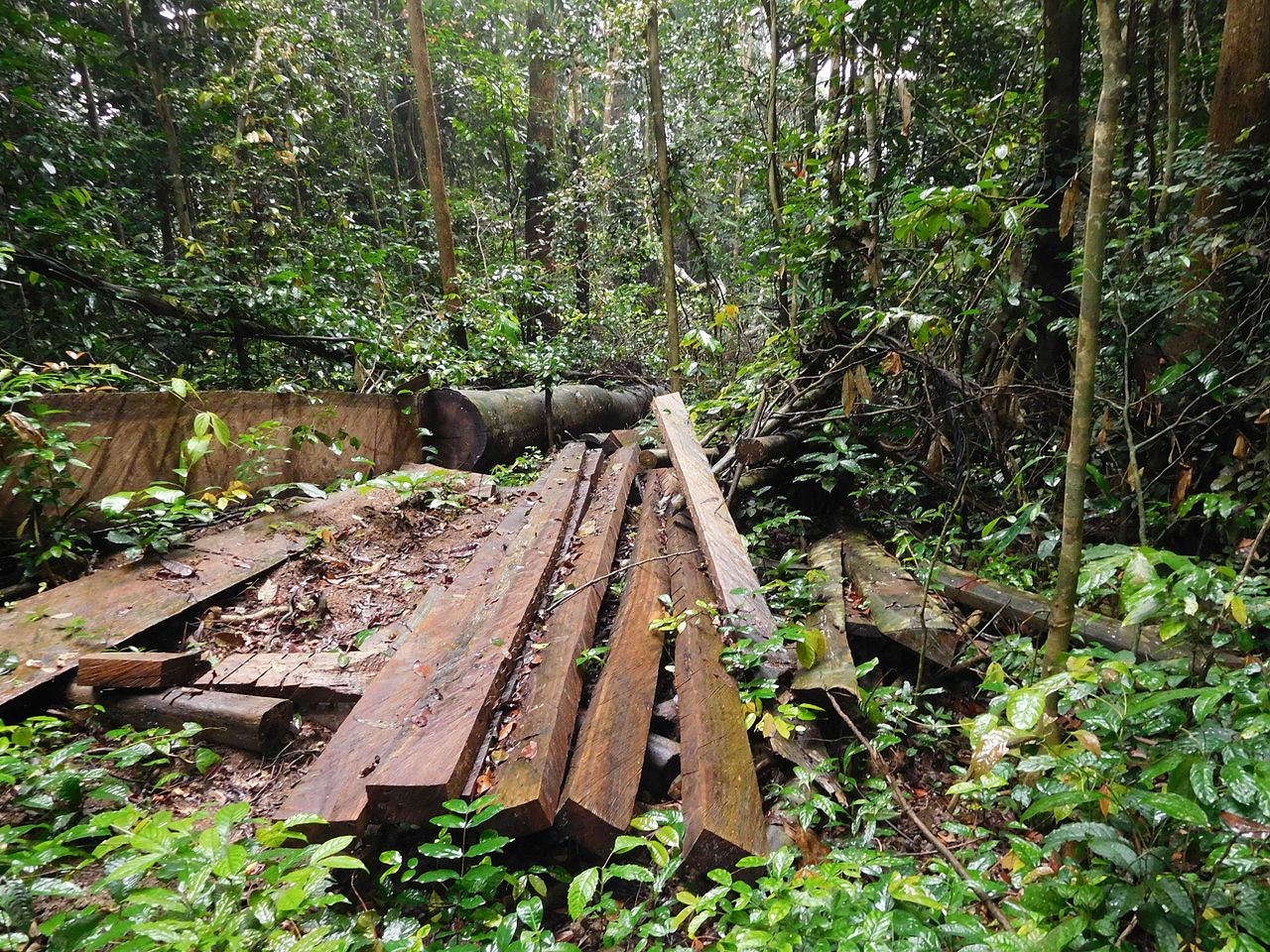 Forêt du bassin du Congo 1280px-Abattage_d%27arbres_%28Cameroun%29