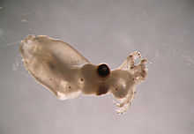 Abraliopsis felis 2.jpg