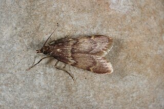 <i>Acallis gripalis</i> Species of moth