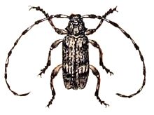 Acanthocinus.atomarius.-.calwer.38.09.jpg