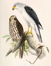 Accipiter poliocephalus 1860.jpg