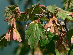 Douglas Maple (Acer glabrum)