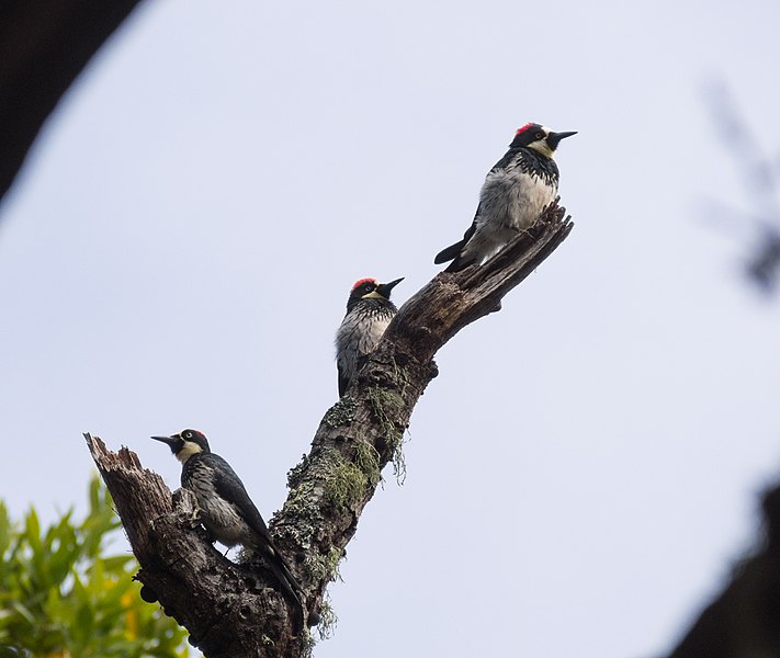 File:Acorn woodpeckers on Angel Island (40106).jpg