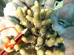 A. humilis, vista de coralitos, isla Poruma, Australia
