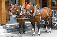 In harness Adelboden Freiberger.jpg