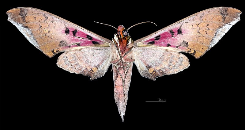 File:Adhemarius gannascus MHNT CUT 2010 0 414 Alto Palmar Chapare Bolivia male ventral.jpg