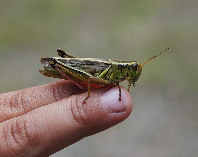 File:Adirondacks - grasshopper - 1.jpg