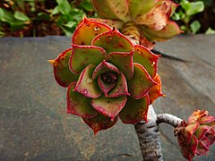 Day 7: Aeonium percarneum 'kiwi' in Chincheta