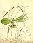 Aerangis kotschyana (as Angraecum kotschyi) - Curtis' 121 (Ser. 3 no. 51) pl. 7442 (1895).jpg