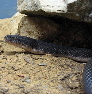 African House Snake 001.jpg