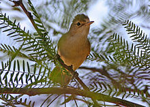 African Reed Warbler (Acrocephalus baeticatus) (8077249754) .jpg