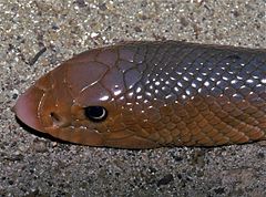 Description de l'image African Shovel-nosed Snake (Scaphiophis albopunctatus) (7652092036).jpg.