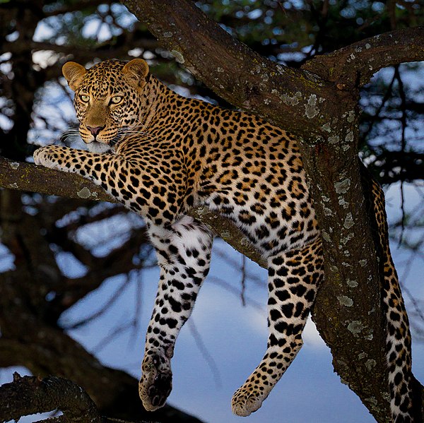 File:African leopard male (cropped).jpg