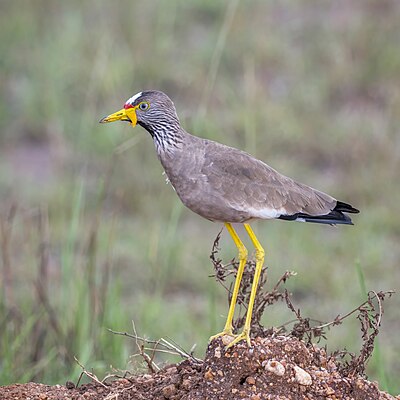 A Vanellus senegallus senegallus (African wattled lapwing) in Uganda