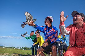 Aktivitas Pacu burung merpati