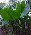 Alocasia calidora.jpg