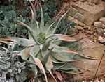 Aloe hereroensis.jpg