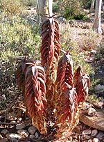 Miniatura para Aloe pearsonii