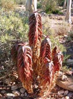 <i>Aloe pearsonii</i> Species of succulent