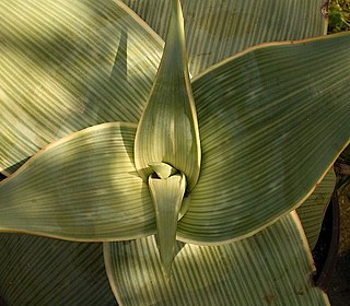 <i>Aloe karasbergensis</i> Species of Aloe