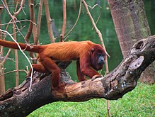 Alouatta seniculus Sorocaba.JPG 