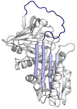 <span class="mw-page-title-main">Alpha-1 antitrypsin</span> Mammalian protein found in Homo sapiens