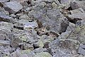 In den Alpen: Am Fels kann man Murmeltiere nicht gut erkennen.